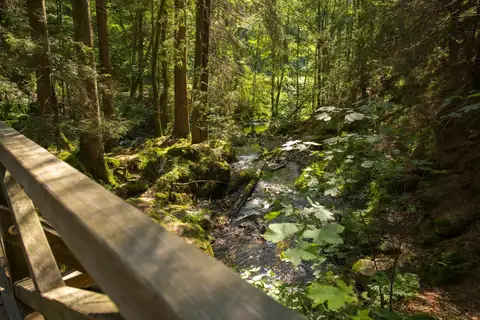 Blick von einer Holzbrücke auf einen Bach in bewaldeter Schlucht mit moosbewachsenen Felsen