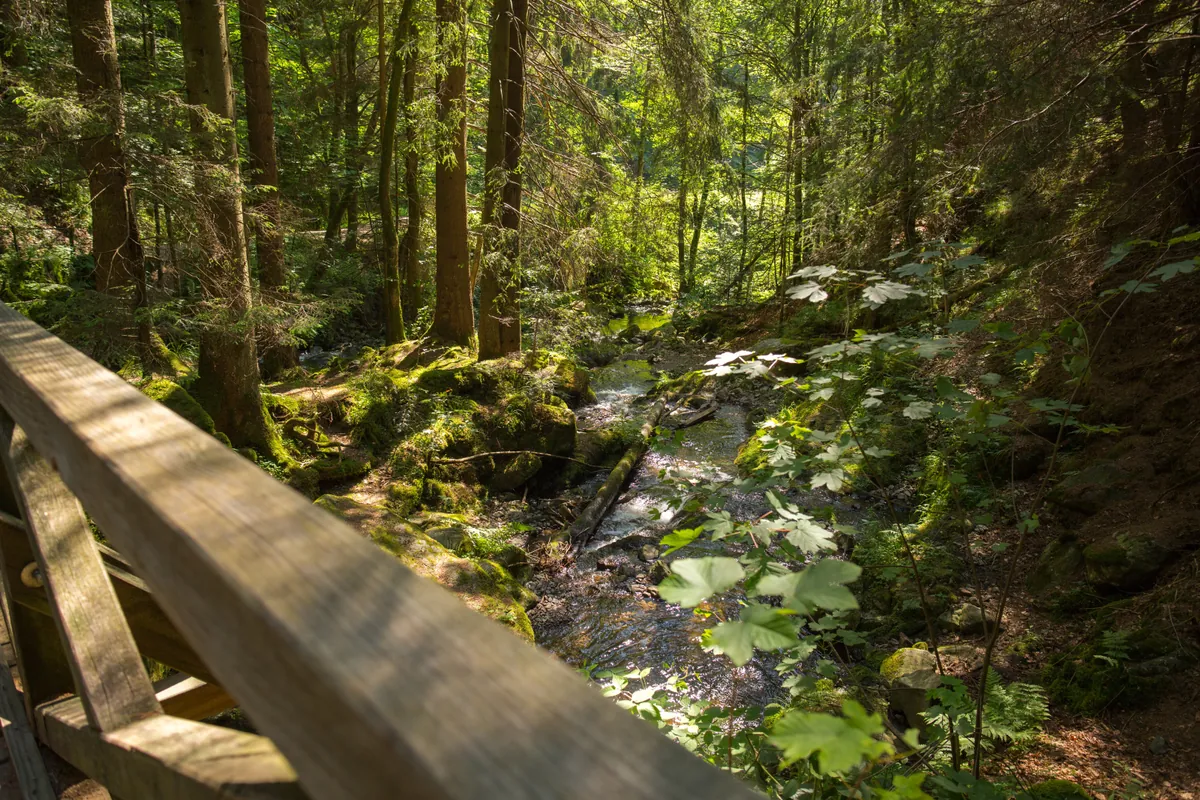 Blick von einer Holzbrücke auf einen Bach in bewaldeter Schlucht mit moosbewachsenen Felsen