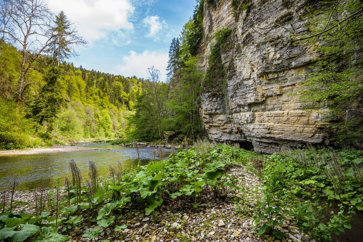 Wutachschlucht: Fluss zwischen bewaldeten Hängen und markanter Felswand mit Vegetation im Vordergrund