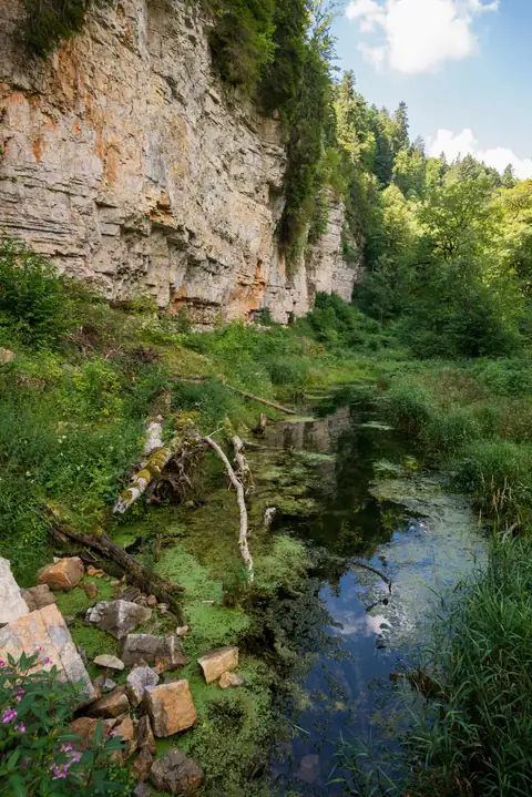 Steile Kalkfelsen mit moosbedecktem Bach und Totholz in einer bewaldeten Schlucht