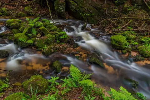 Kleine Wasserkaskade zwischen moosbewachsenen Steinen in einem Waldbach