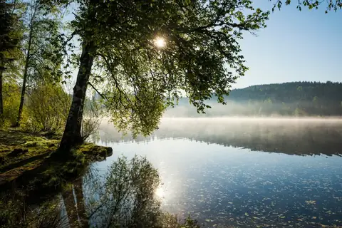 Morgenstimmung am Windgfällweiher: Birke, Morgennebel über dem See, Spiegelung im ruhigen Wasser