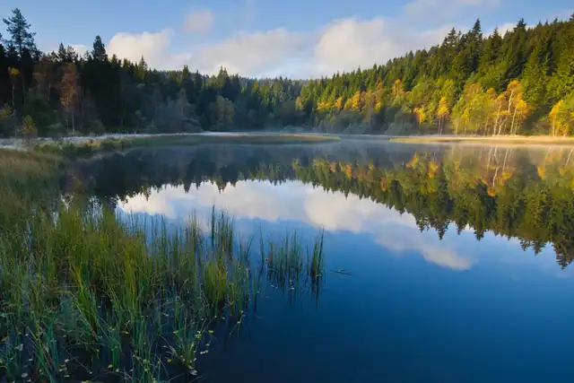 Windgfällweiher im Herbst, Morgennebel über dem Wasser und Spiegelung des bewaldeten Ufers