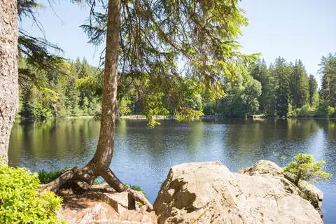 Waldsee mit Baum und Felsen im Vordergrund, umgeben von dichtem Nadelwald