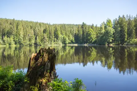 Verwitterter Baumstumpf am Ufer eines ruhigen Waldsees, umgeben von dichtem Nadelwald