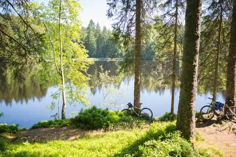 Mountainbikes lehnen an Bäumen am bewaldeten Ufer eines ruhigen Waldsees