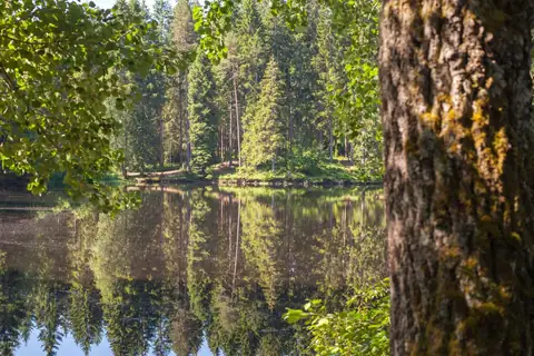 Waldsee mit Baumspiegelung, im Vordergrund unscharfer Baumstamm und Blattwerk