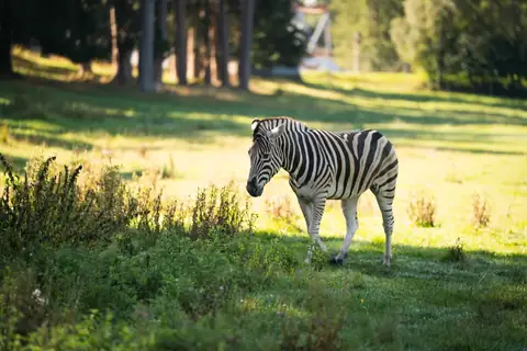 Zebra läuft auf einer grünen Wiese mit Büschen und Bäumen im Hintergrund