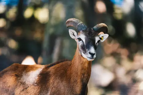 Mufflon mit geschwungenen Hörnern blickt direkt in die Kamera, Wildgehege im Hintergrund