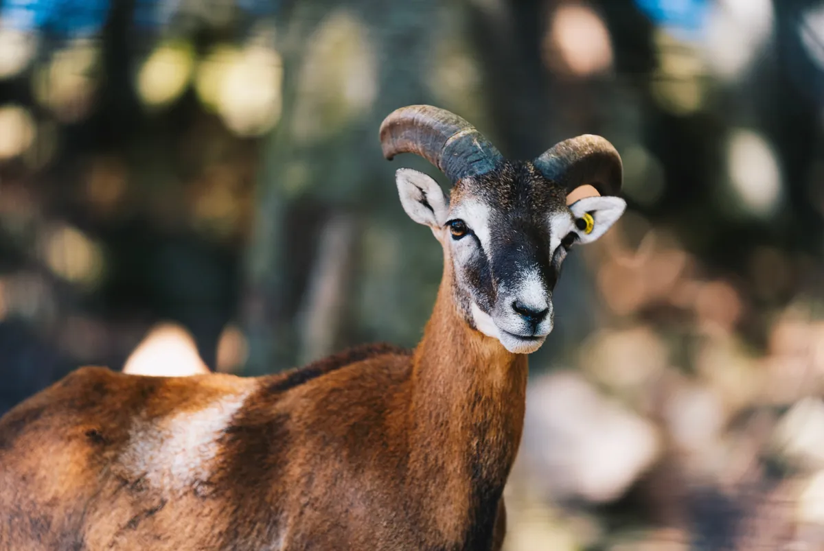 Mufflon mit geschwungenen Hörnern blickt direkt in die Kamera, Wildgehege im Hintergrund