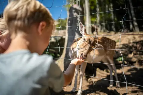Kind füttert ein Rehkitz durch einen Drahtzaun im Wildgehege des Steinwasen-Parks