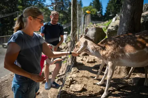 Frau füttert Damhirsch durch Zaun im Tiergehege, Mann und Kind im Hintergrund