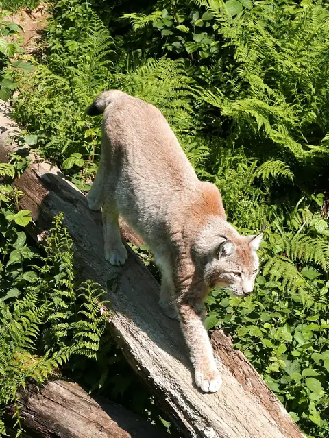 Eurasischer Luchs klettert einen Baumstamm hinunter, umgeben von Farnpflanzen