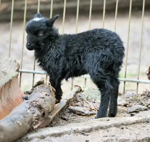 Schwarzes Ziegenkitz steht auf schlammigem Boden vor einem Gitterzaun im Zoo