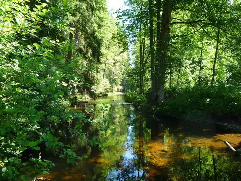 Ruhiger Waldbach mit braunem Wasser und grünen Bäumen, Spiegelung im Wasser