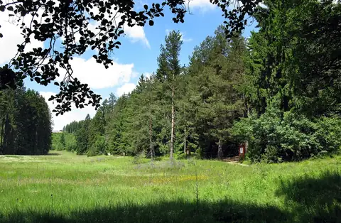 Blumenwiese mit Nadelwald am Rand beim Schlüchtsee in Grafenhausen, Sommertag