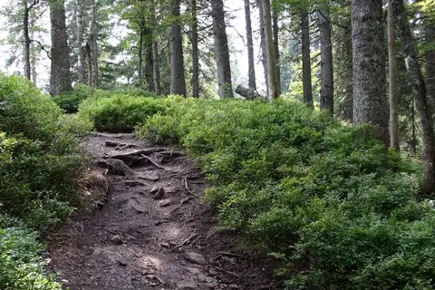 Schmaler Waldpfad mit freiliegenden Wurzeln und Steinen, umgeben von Heidelbeersträuchern und Nadelbäumen