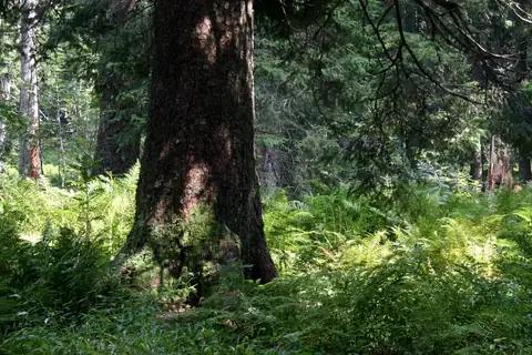 Alter Nadelbaum mit moosigem Stamm, umgeben von Farnen im grünen Schwarzwaldwald