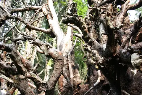Knorrige, verflochtene Baumwurzeln und Äste im Schwarzwälder Wald, Tageslicht