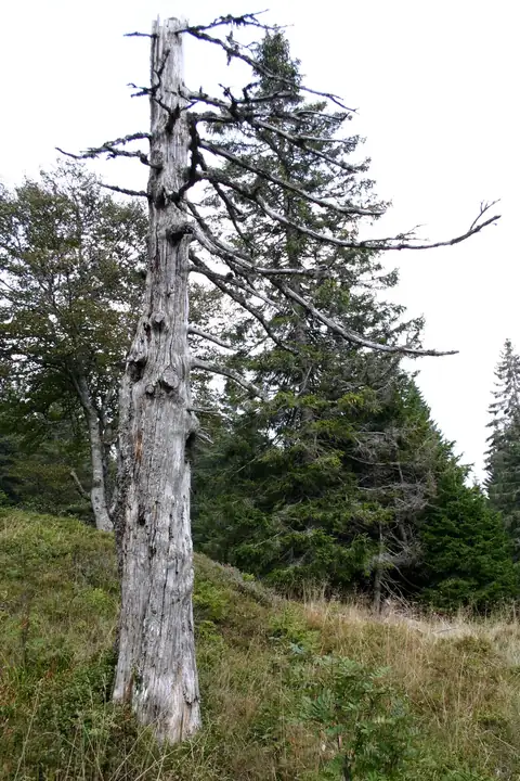 Kahler verwitterter toter Baumstamm auf einer Waldlichtung im Schwarzwald, dahinter Nadelbäume