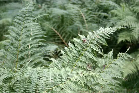 Dichte Farnpflanzen im Schwarzwälder Wald, hellgrüne gefiederte Wedel in Nahaufnahme