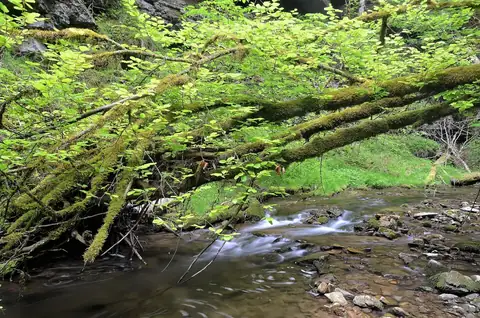 Moosbedeckte Äste über einem rauschenden Wildbach in der Gauchachschlucht, umgeben von frischem Grün