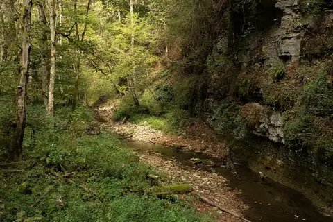 Schmaler Bach fließt durch bewaldete Schlucht mit Felswand und moosbedeckten Steinen