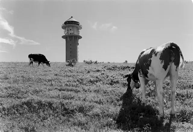 Bismarckturm auf dem Feldberg mit weidenden Kühen im Vordergrund, Schwarz-Weiß-Aufnahme