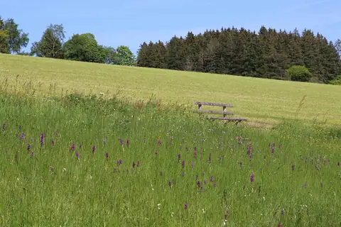 Bluehende Wiese mit Orchideen und einer Holzbank am Waldrand bei Hinterzarten