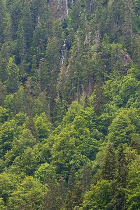 Schmaler Wasserfall im dichten Schwarzwälder Mischwald am Feldsee-Hang