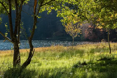 Feldsee im Herbstlicht, Uferwiese mit Bäumen im Vordergrund, funkelnde Wasseroberfläche
