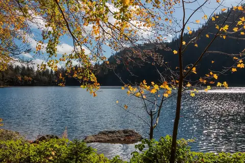 Feldsee im Herbst mit goldgelbem Laub und glitzernder Wasseroberfläche, umrahmt von Schwarzwaldtannen