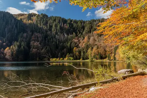 Feldsee im Herbst mit buntem Laubwald am Ufer und ruhiger Wasseroberfläche