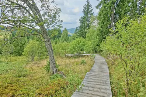 Hölzerner Bohlenweg fuehrt durch Moorlandschaft mit Bäumen im Naturschutzgebiet Taubenmoos