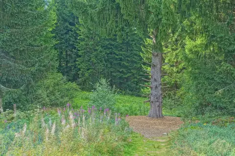 Nadelbaum mit spiralförmig gestutzten Aesten am Zauberwald-Pfad im Wald bei Bernau