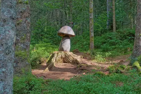 Ueberdimensionaler Holzpilz auf einem Baumstumpf im Waldnaturschutzgebiet Taubenmoos bei Bernau