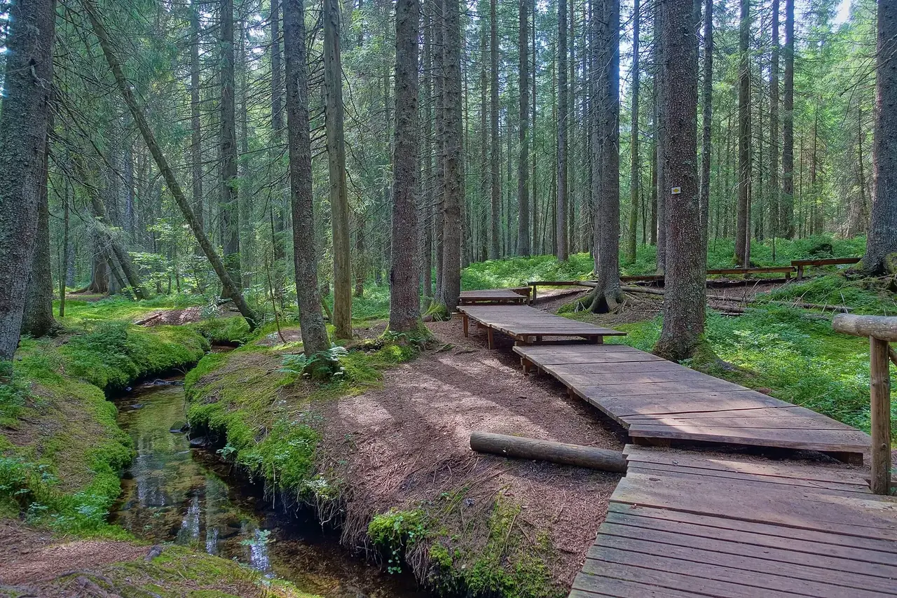 Holzsteg fuehrt durch moosbewachsenen Nadelwald am Bach im Taubenmoos bei Bernau