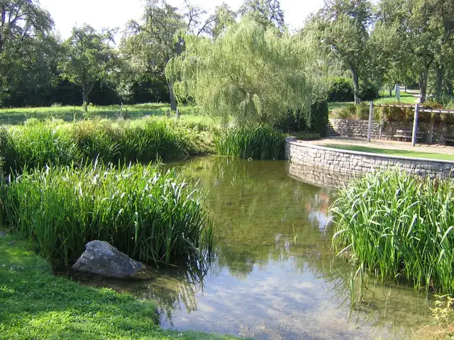 Teich mit Schilf und Trauerweide in einem Park, im Hintergrund eine Sitzterrasse